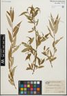 Foto von Salix fragilis L. x Salix triandra L.